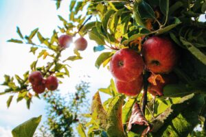 Myter om äpplen
